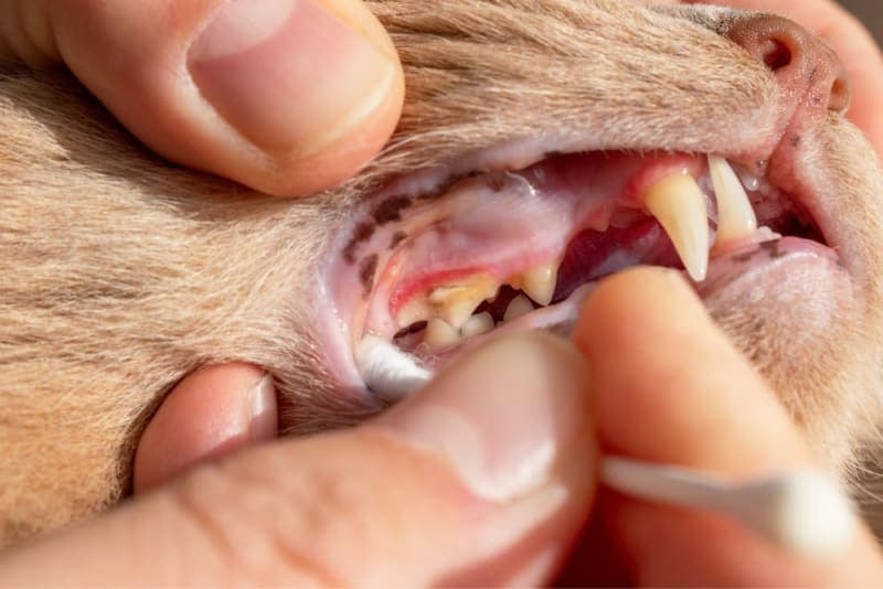 Fractured Teeth in Cats Fractured Teeth in Cats