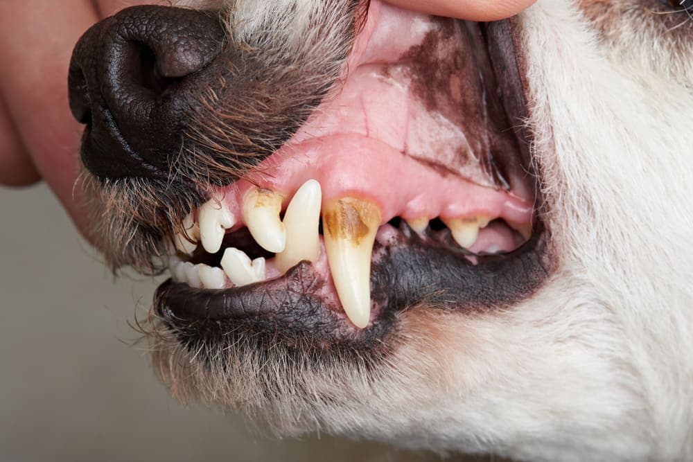 How to Stop & Prevent Periodontal Disease in Dogs How to Stop & Prevent Periodontal Disease in Dogs