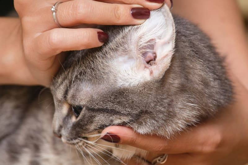 Ear Infection in Cats Ear Infection in Cats