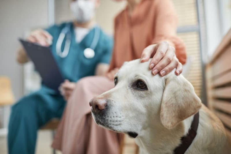 Giardia in Dogs Giardia in Dogs