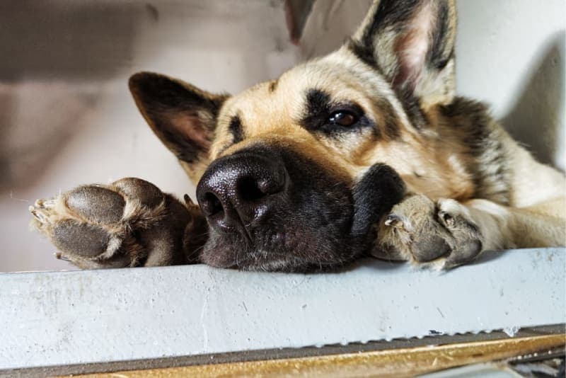 Hookworms in Dogs: Signs, Treatment & Prevention Hookworms in Dogs: Signs, Treatment & Prevention