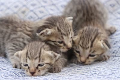 Kitten Age Chart: How to Tell How Old a Kitten Is? Kitten Age Chart: How to Tell How Old a Kitten Is?
