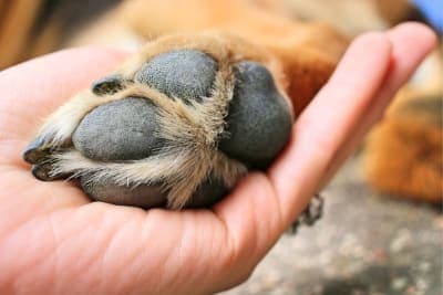 What to do if my Dog Cut their Paw Pad? What to do if my Dog Cut their Paw Pad?