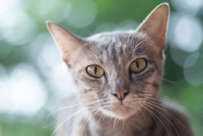 Kidney Failure in Cats - What You Need to Know Kidney Failure in Cats - What You Need to Know