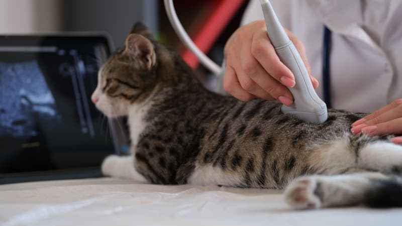 Ultrasound Examination in Cats Ultrasound Examination in Cats