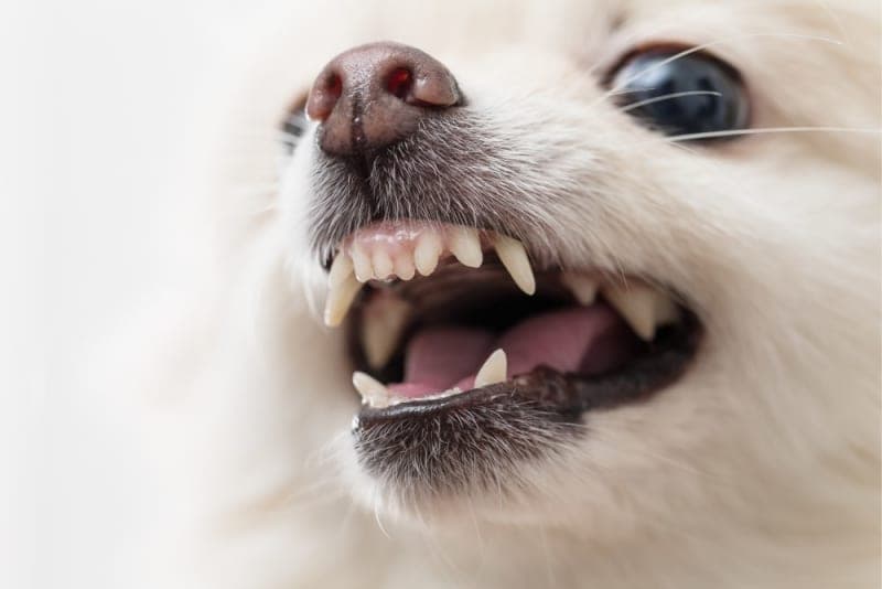 Dog Tooth Extraction: What to Expect Dog Tooth Extraction: What to Expect