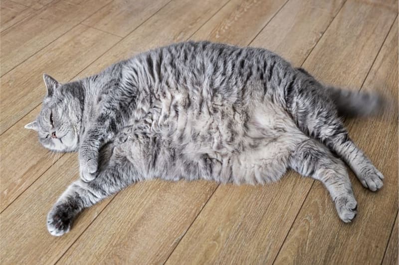 Is my cat overweight? Is my cat overweight?