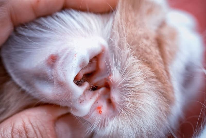 Ear Mites in Cats: Causes, Treatment & Prevention Ear Mites in Cats: Causes, Treatment & Prevention