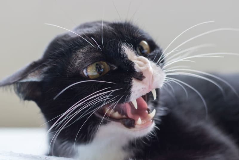 Rabies Symptoms in Cats Rabies Symptoms in Cats