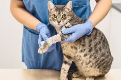 Cat Wound Care Cat Wound Care