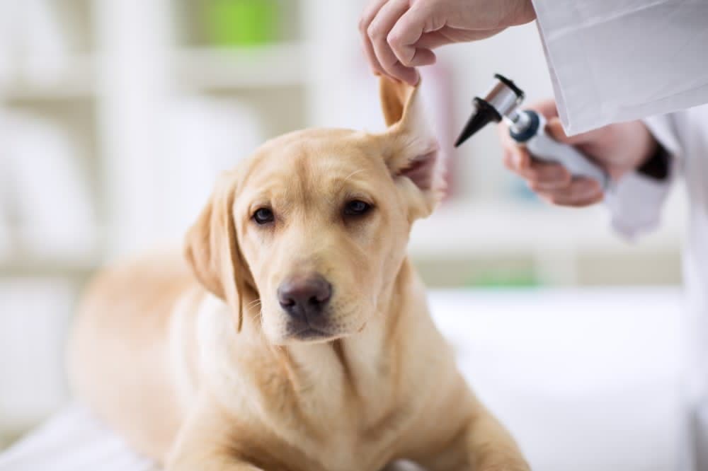 Ear Infections in Dogs Ear Infections in Dogs