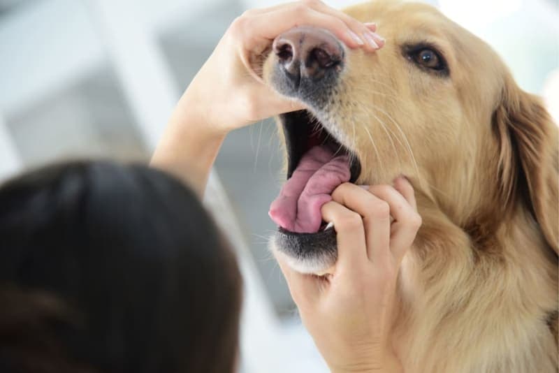 Broken Jaws in Dogs: Causes & Treatments Broken Jaws in Dogs: Causes & Treatments