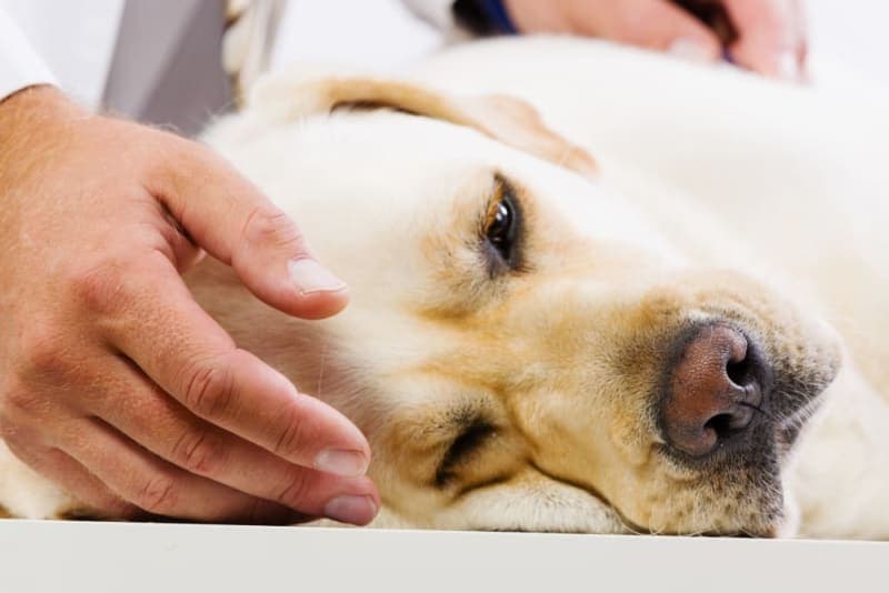 Bone Cancer in Dogs: Signs & Symptoms to Watch For Bone Cancer in Dogs: Signs & Symptoms to Watch For