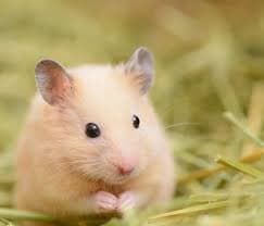 Hamsters Hamsters