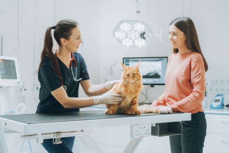 FHO Surgery in Cats FHO Surgery in Cats