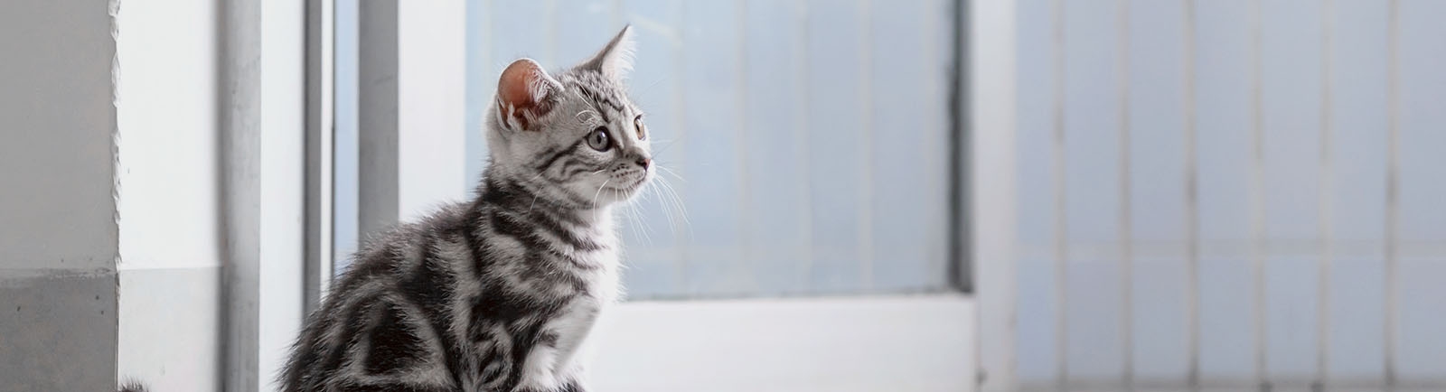 thomasville-veterinary-hospital-banner-3 thomasville-veterinary-hospital-banner-3