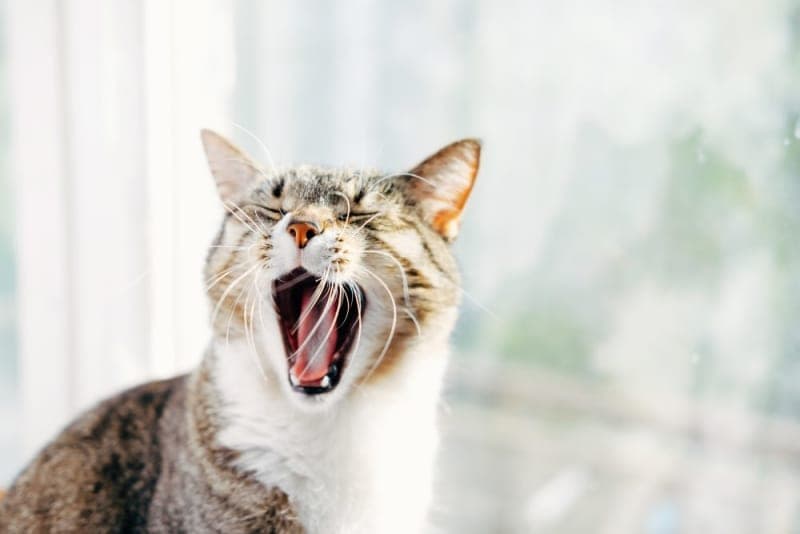 Tooth Resorption in Cats Tooth Resorption in Cats