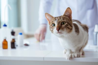 Understanding Blood Tests for Cats Understanding Blood Tests for Cats