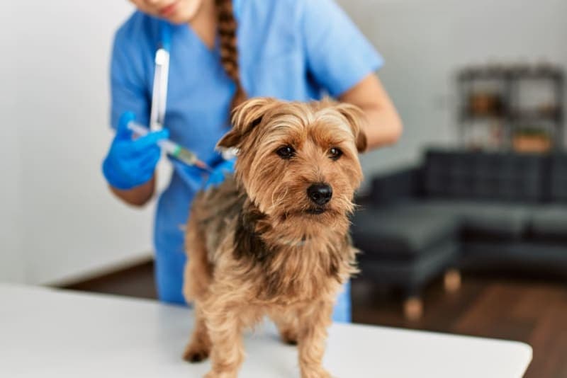 Dog Behavior Change After Vaccination Dog Behavior Change After Vaccination