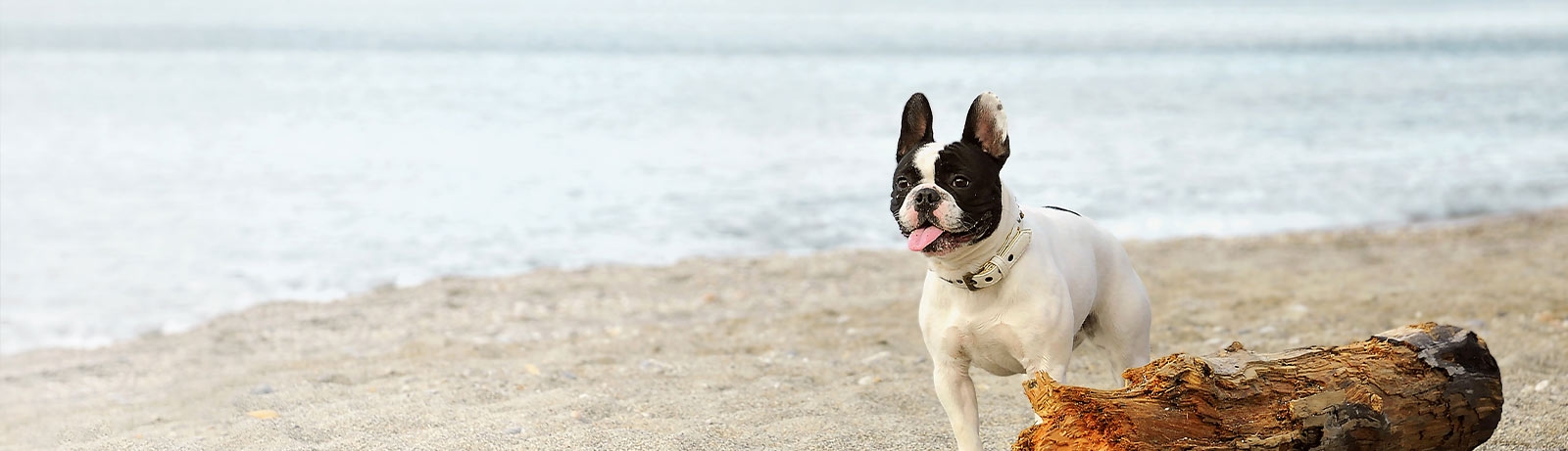 East Orlando Animal Hospital East Orlando Animal Hospital