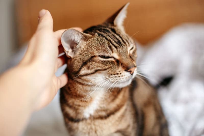 Ear Infections in Cats Ear Infections in Cats