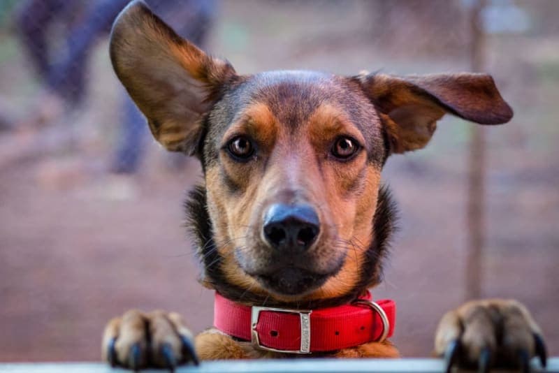 Bleeding Ears in Dogs: Causes & Treatment Bleeding Ears in Dogs: Causes & Treatment