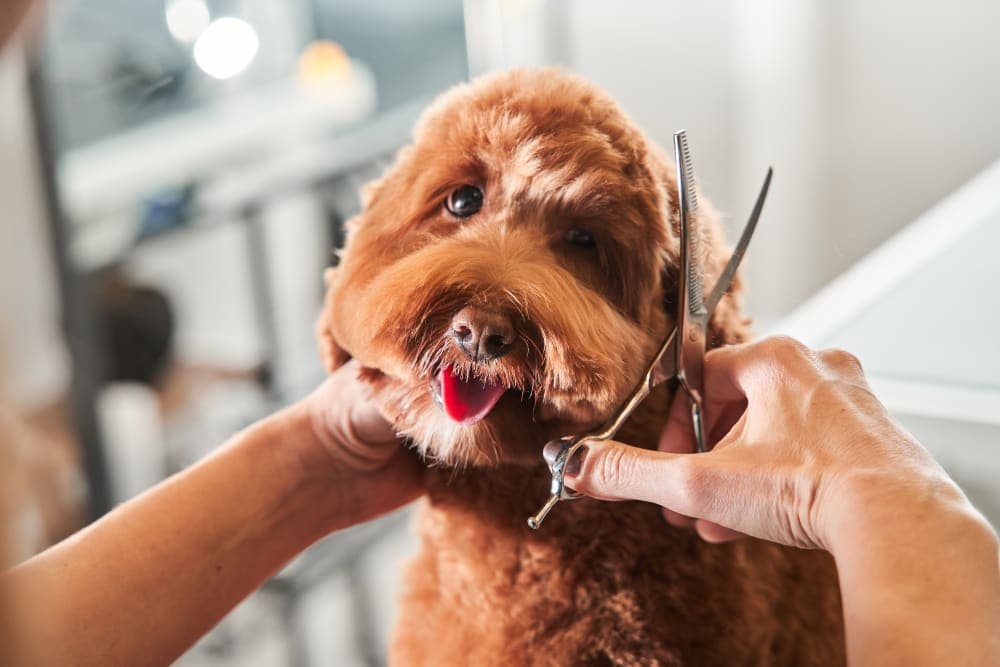 What You Should Know About Dog & Cat Grooming What You Should Know About Dog & Cat Grooming
