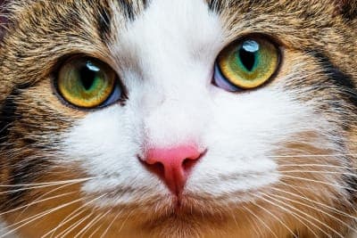 What should I do if my cat's eyes are watering? What should I do if my cat's eyes are watering?