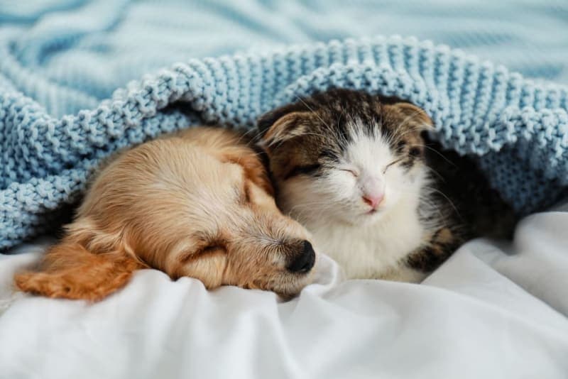 Puppy & Kitten: Are they a good match? Puppy & Kitten: Are they a good match?