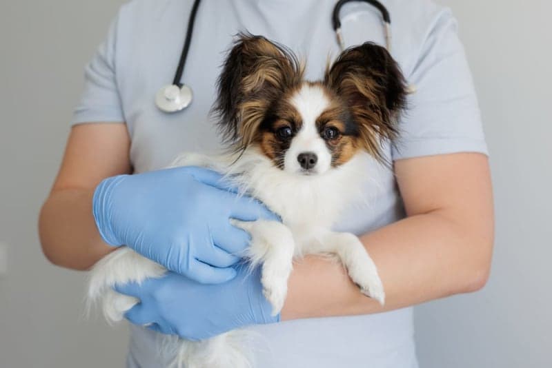 Types of Anemia in Dogs Types of Anemia in Dogs