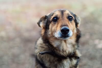 Dog Depression & Anxiety: Causes, Symptoms & What to Do Dog Depression & Anxiety: Causes, Symptoms & What to Do