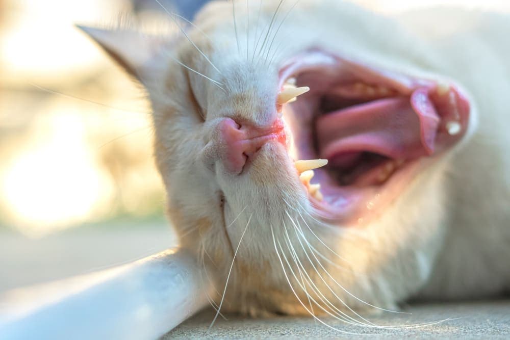 Common Dental Problems in Cats Common Dental Problems in Cats