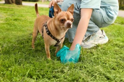 The Importance of Regular Fecal Exams for Pets The Importance of Regular Fecal Exams for Pets