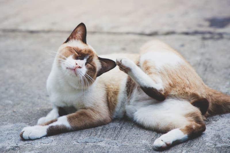 Cat Skin Allergies: Symptoms & Treatments Cat Skin Allergies: Symptoms & Treatments