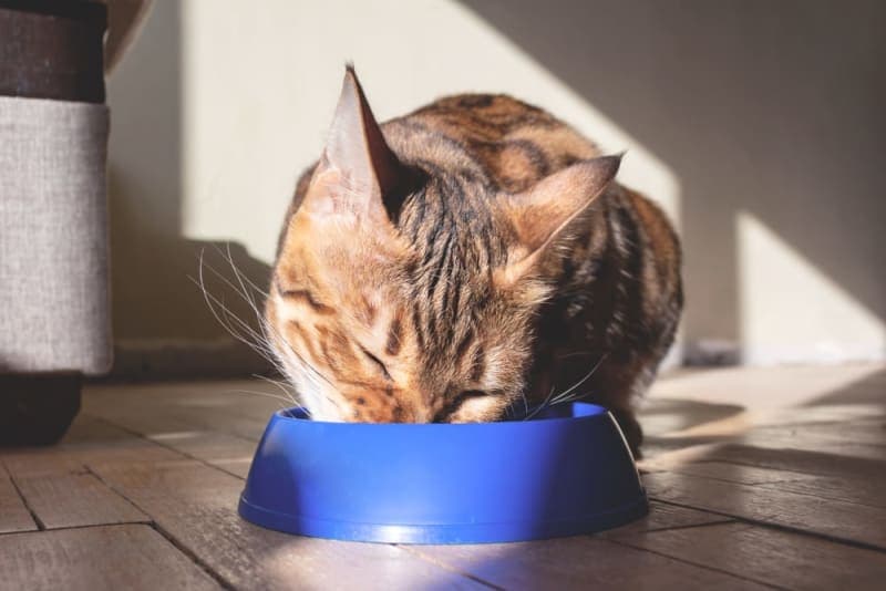 Diet for Cats With Hyperthyroidism Diet for Cats With Hyperthyroidism