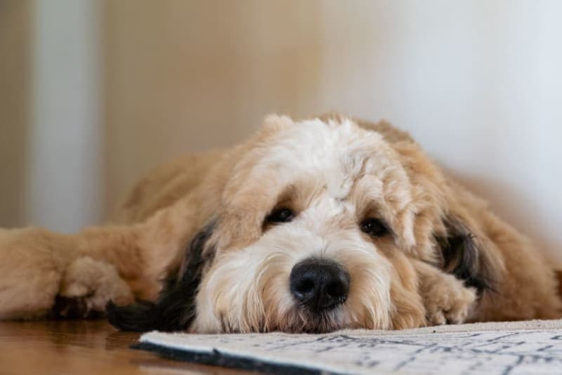 Chronic Pain Conditions in Dogs Chronic Pain Conditions in Dogs