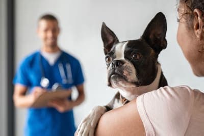 Thyroid Hormone Testing in Dogs Thyroid Hormone Testing in Dogs