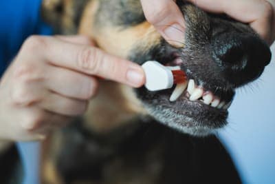 Do dogs need dental cleaning? Do dogs need dental cleaning?