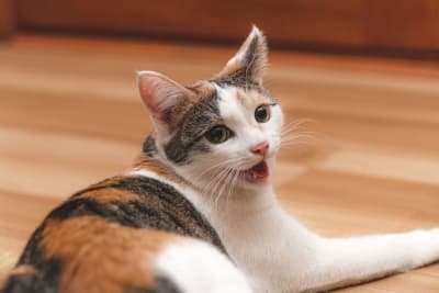 Stomatitis in Cats Stomatitis in Cats