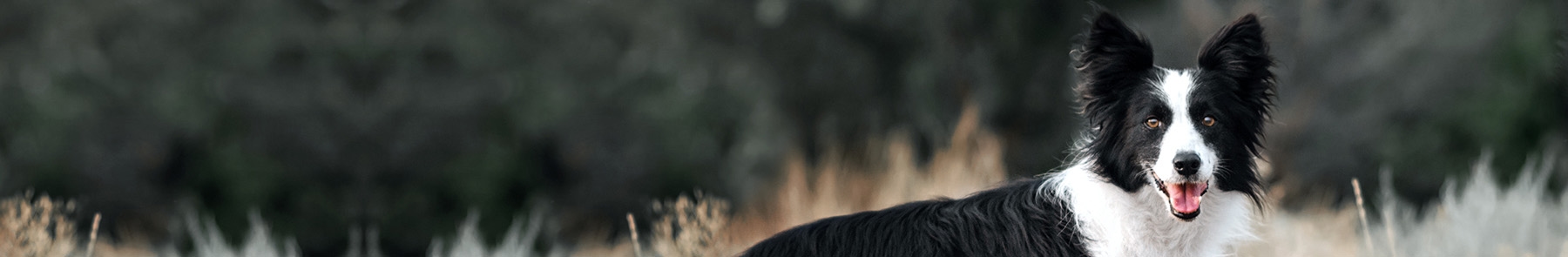 thomasville-veterinary-hospital-banner-3 thomasville-veterinary-hospital-banner-3