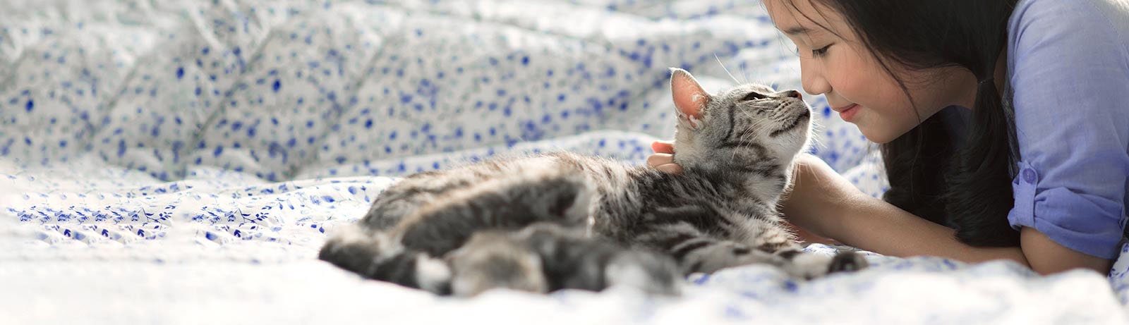 Westfield Animal Hospital Westfield Animal Hospital