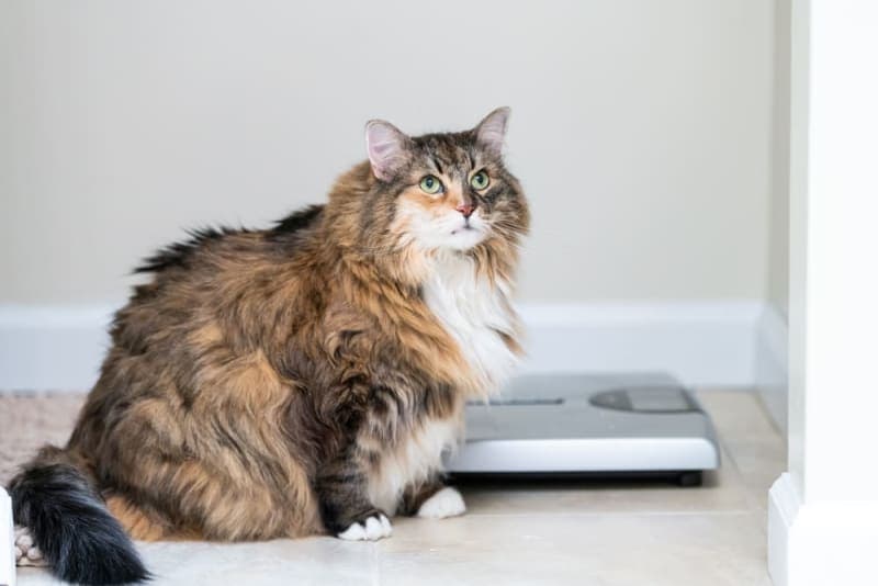 Is your cat overweight? Signs, Symptoms & What to Do Is your cat overweight? Signs, Symptoms & What to Do