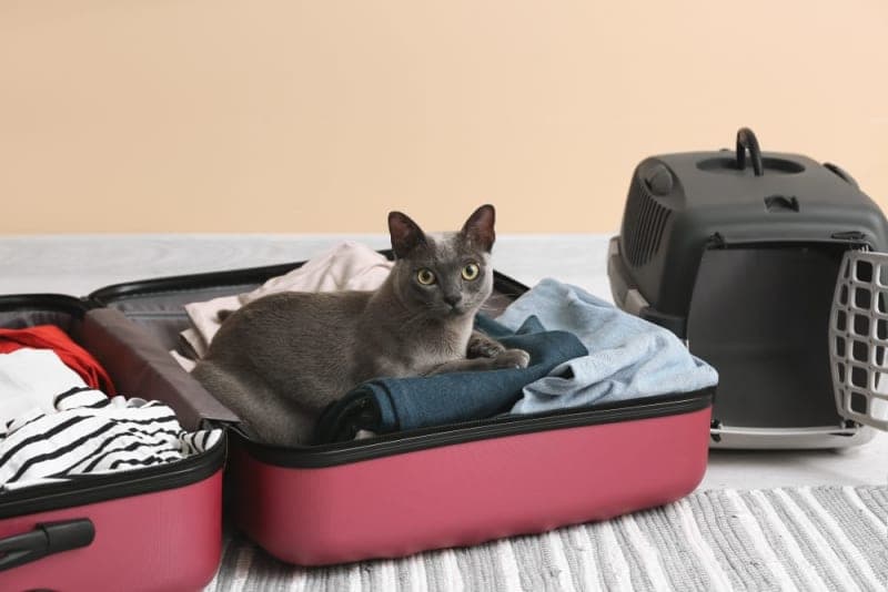 How to Travel With a Cat: Tips For a Low-Stress Trip How to Travel With a Cat: Tips For a Low-Stress Trip