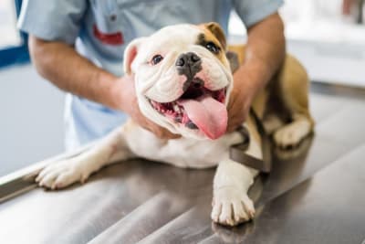 Understanding Blood Tests for Dogs Understanding Blood Tests for Dogs