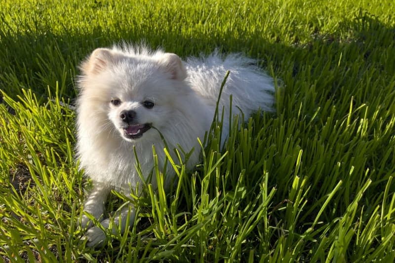 Dogs Eating Grass: Why Do They Do It - Is My Dog Poisoned? Dogs Eating Grass: Why Do They Do It - Is My Dog Poisoned?