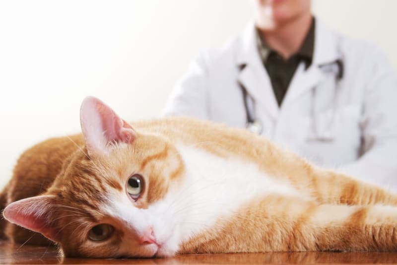 Understanding Blood Tests for Cats Understanding Blood Tests for Cats