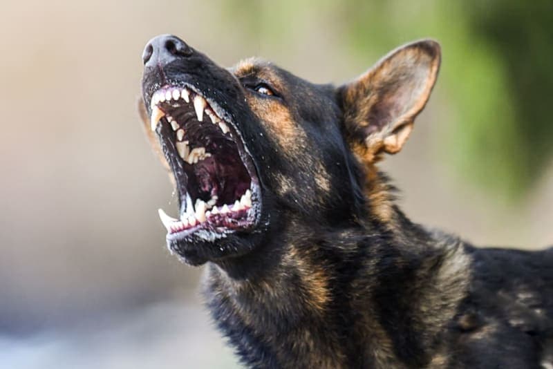 Rabies in Dogs Rabies in Dogs