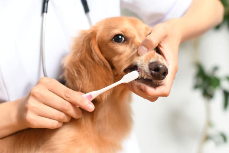 Dog Dental Care - How to Take Care of Your Dog's Teeth Dog Dental Care - How to Take Care of Your Dog's Teeth