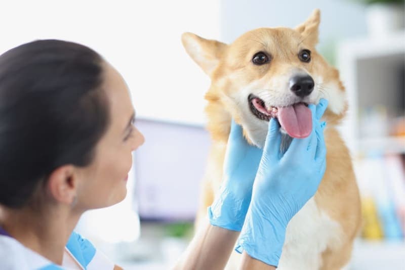 Broken Jaws in Dogs: Causes & Treatments Broken Jaws in Dogs: Causes & Treatments