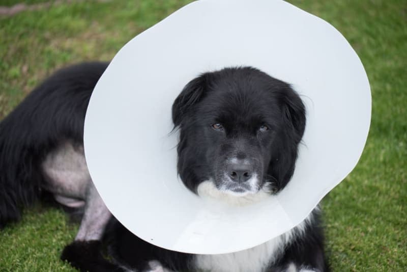 ACL in Dogs ACL in Dogs